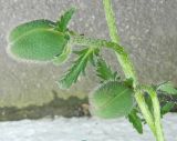 Papaver bracteatum