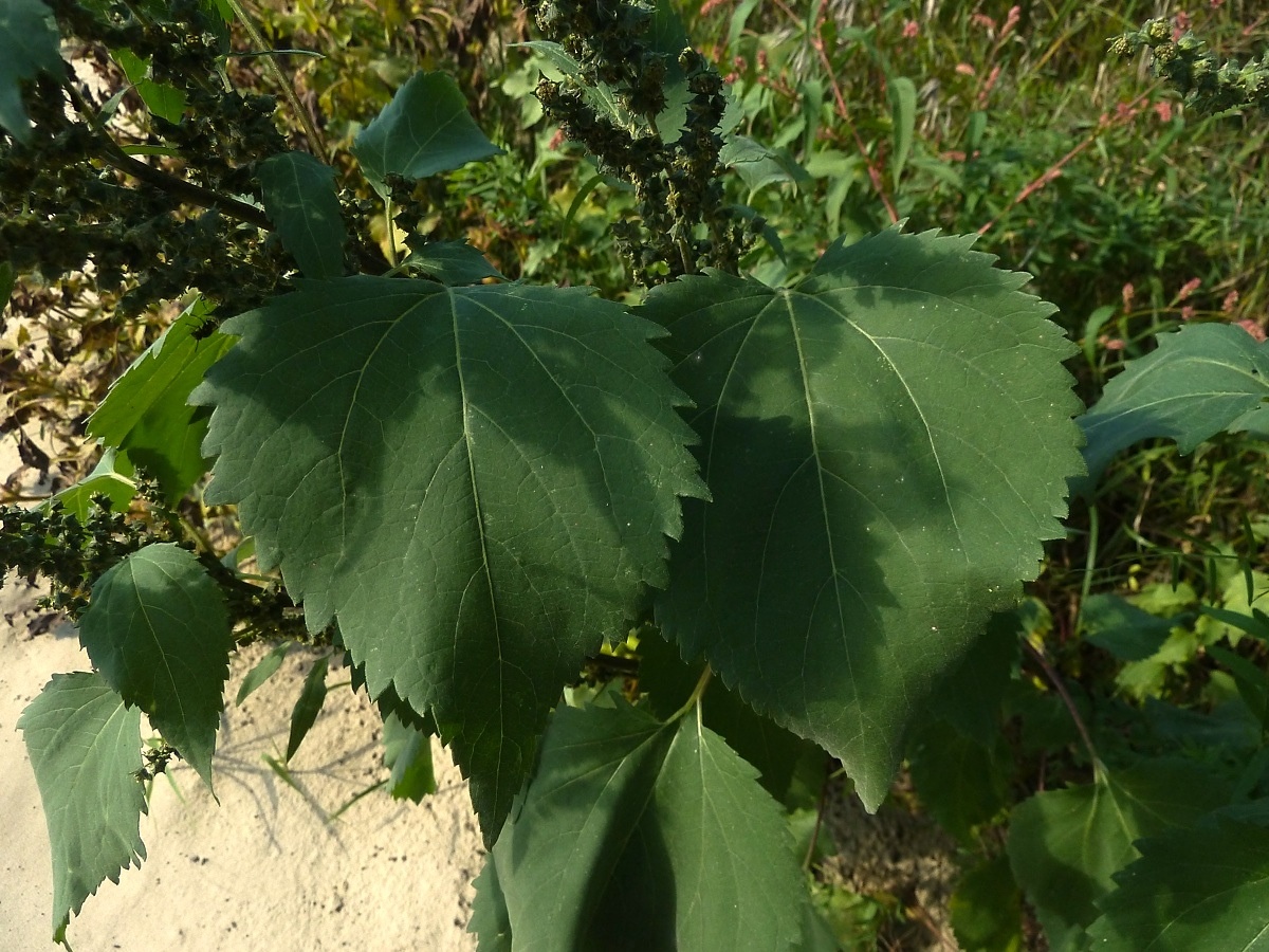 Image of Cyclachaena xanthiifolia specimen.