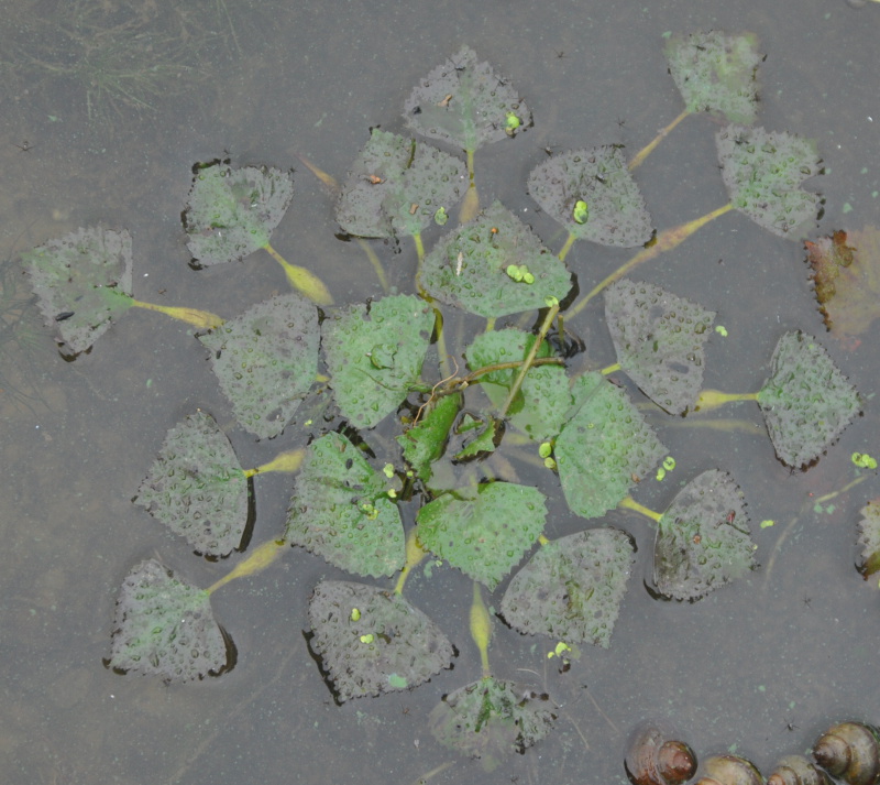 Image of Trapa pseudincisa specimen.
