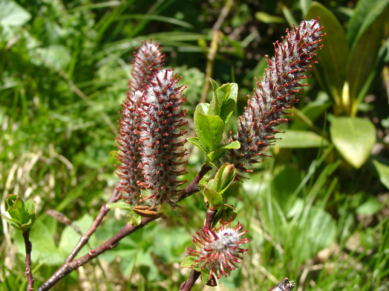 Изображение особи Salix kazbekensis.