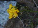 Draba hispida