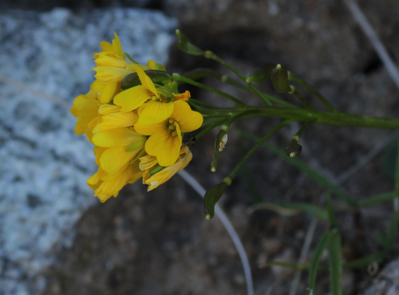Image of Draba hispida specimen.