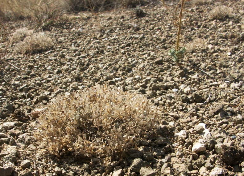 Image of Odontarrhena litvinovii specimen.