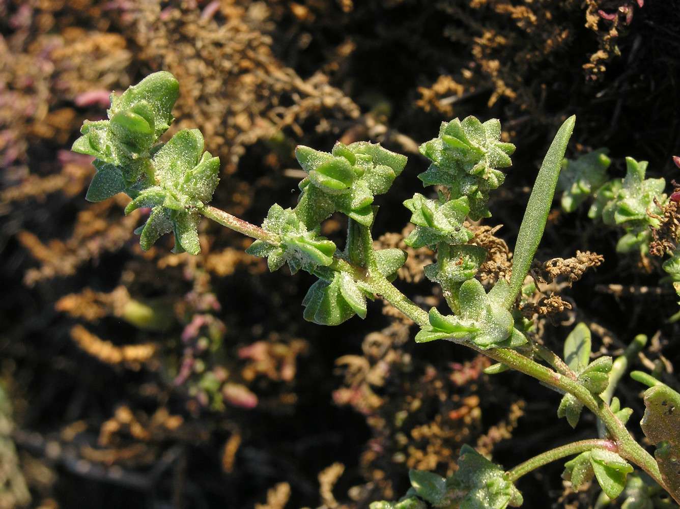 Изображение особи Atriplex patens.