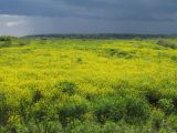 Barbarea arcuata. Аспект цветущих растений на лугу на берегу старицы. Коми, окраина г. Сыктывкар. 11.06.2012.