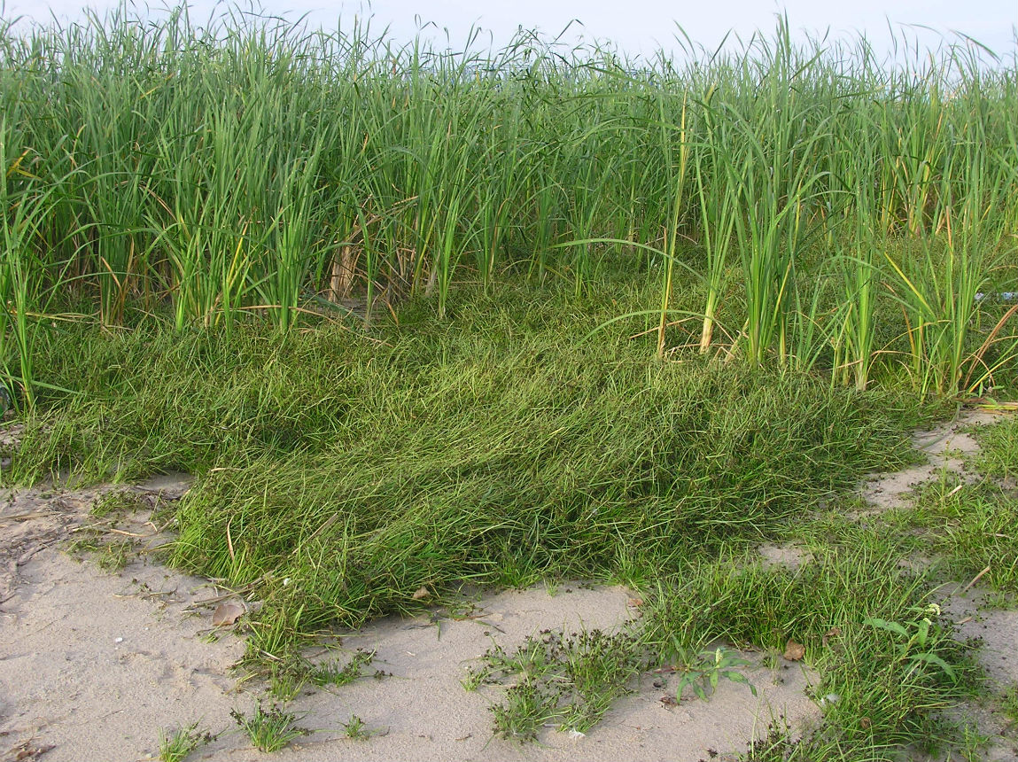Image of Cyperus fuscus specimen.