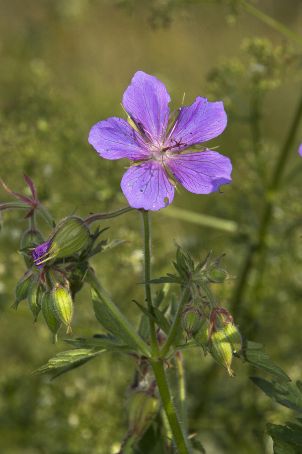 Изображение особи Geranium pratense.