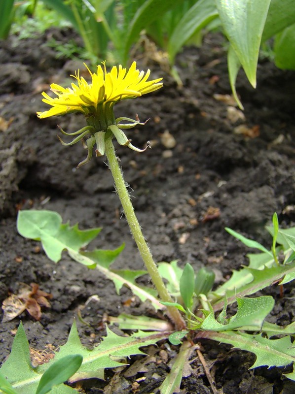 Изображение особи род Taraxacum.