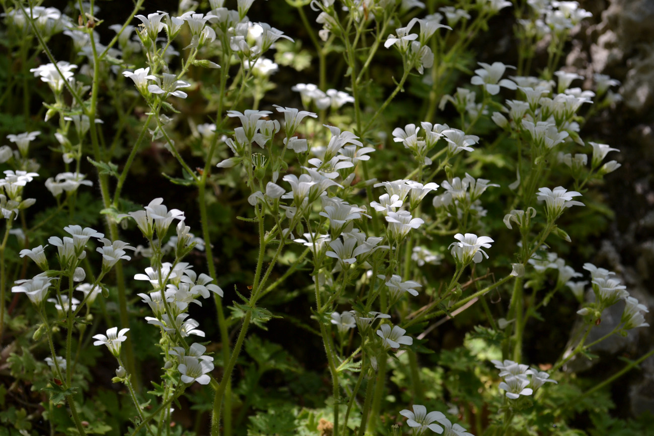 Изображение особи Saxifraga irrigua.