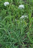 Allium ramosum. Цветущее растение. Хабаровский край, окр. села Галкино. 29.07.2012.