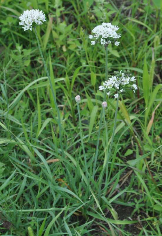 Image of Allium ramosum specimen.