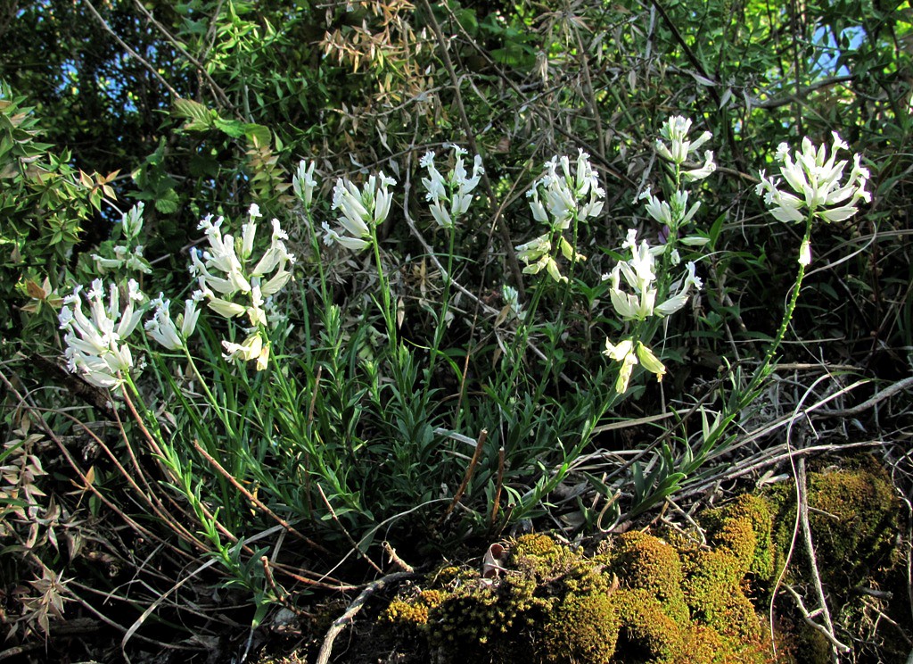 Image of Polygala major specimen.