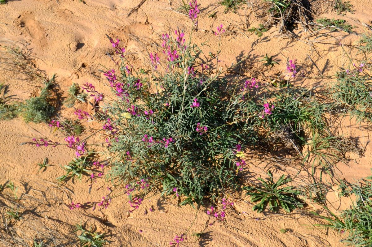 Изображение особи Astragalus varius.