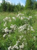 Gypsophila altissima. Верхушка растения с соцветиями. Иркутская обл., г. Бодайбо, правый борт долины р. Витим, разнотравный луг. 12.07.2012.