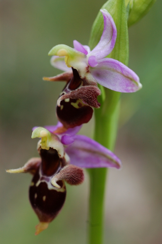 Изображение особи Ophrys oestrifera.