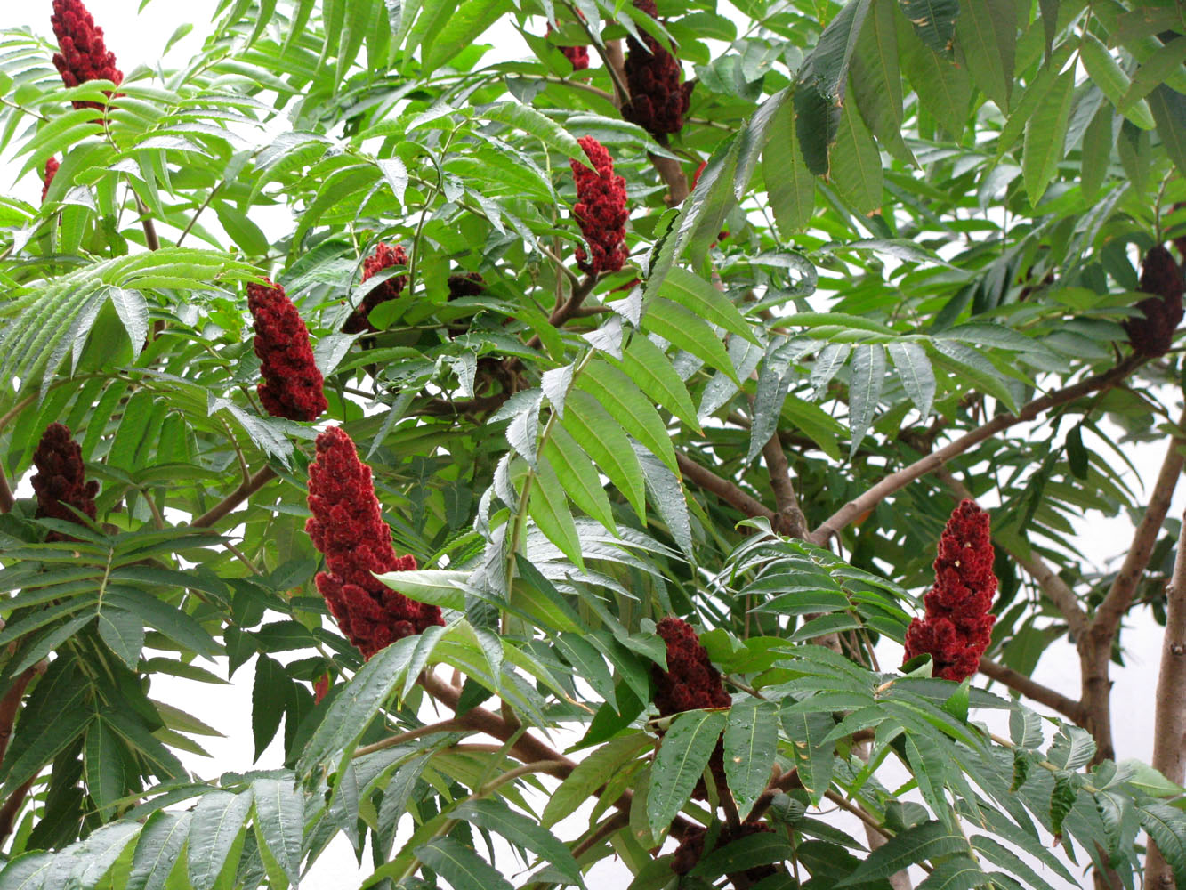 Image of Rhus typhina specimen.