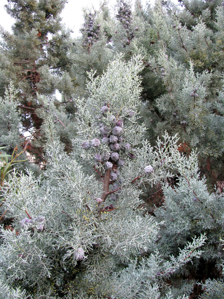 Image of Cupressus arizonica specimen.