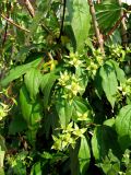 Philadelphus coronarius