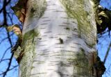 genus Betula. Верхняя часть ствола. Германия, г. Кемпен, в городском саду. 05.03.2013.