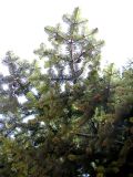 Abies nordmanniana. Ветви. Ставропольский край, г. Кисловодск, городской парк отдыха. 30.03.2013.