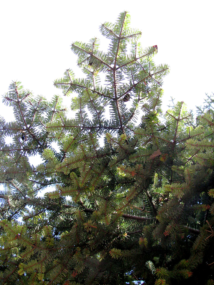Image of Abies nordmanniana specimen.