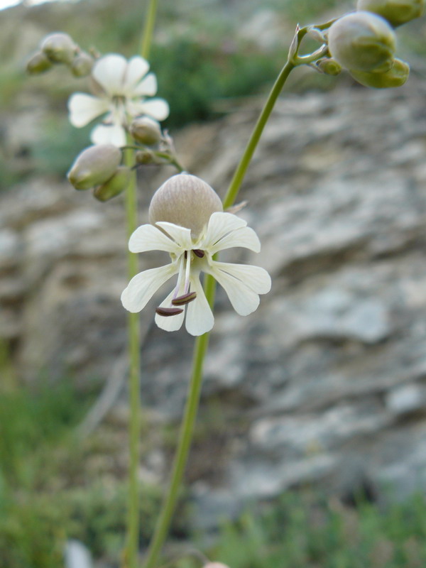 Image of Oberna behen specimen.