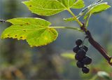 Ribes altissimum