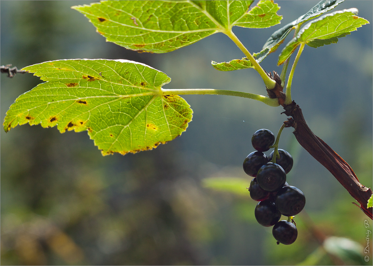 Изображение особи Ribes altissimum.