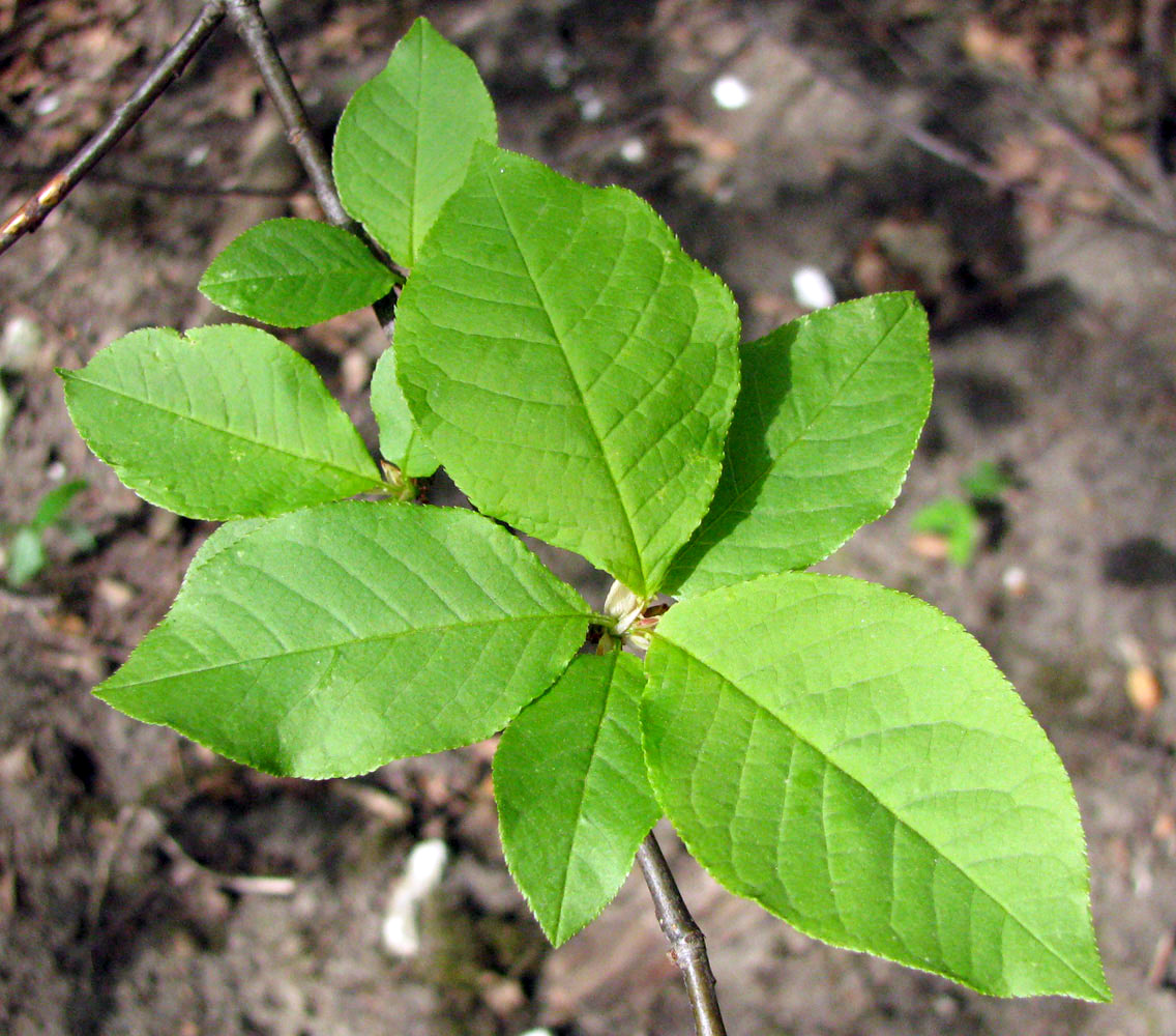 Image of Padus avium specimen.