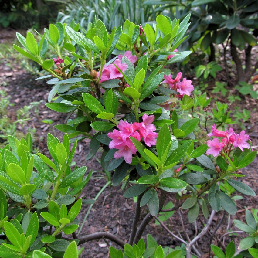 Изображение особи Rhododendron kotschyi.