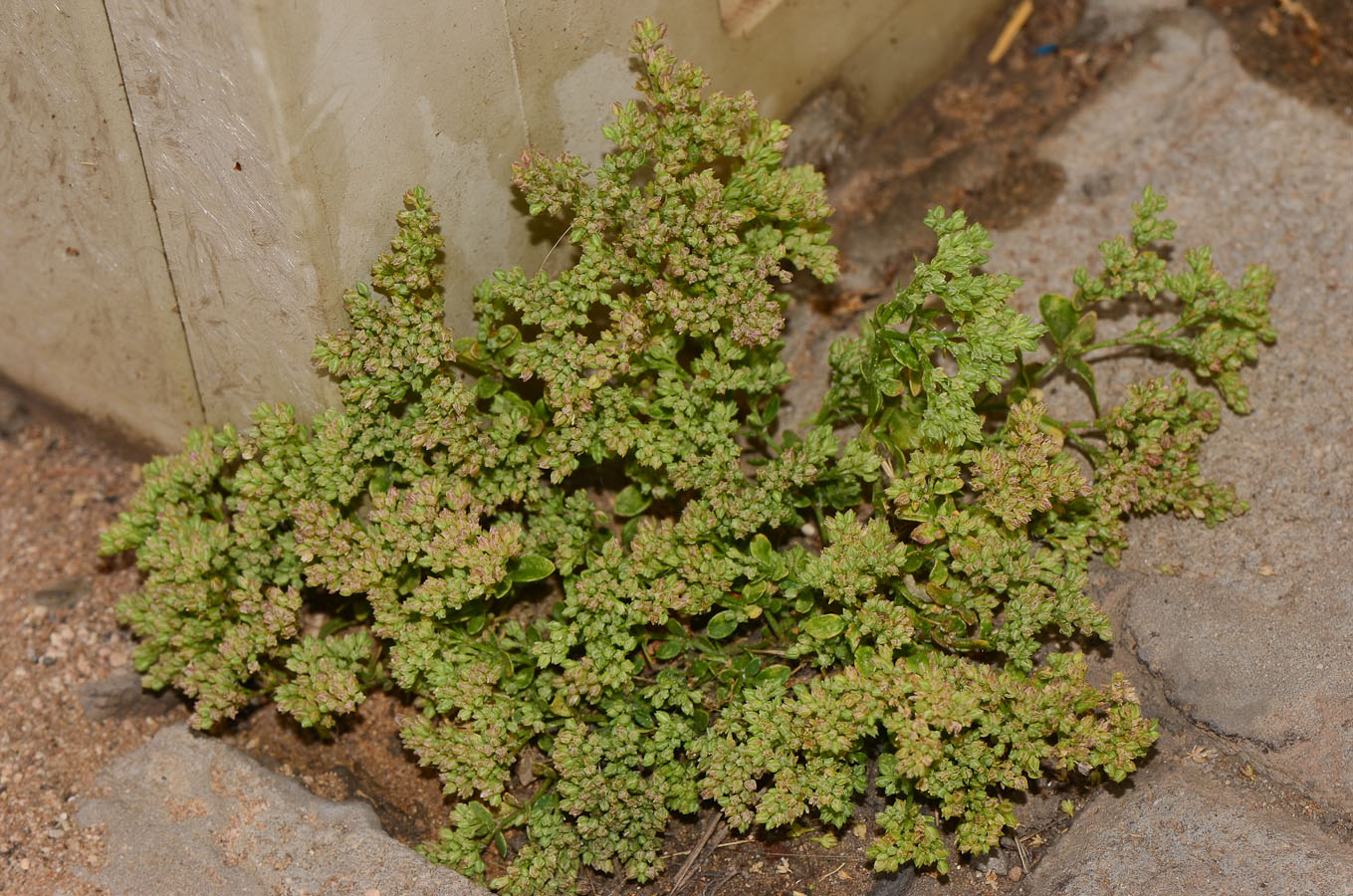 Изображение особи Polycarpon tetraphyllum.