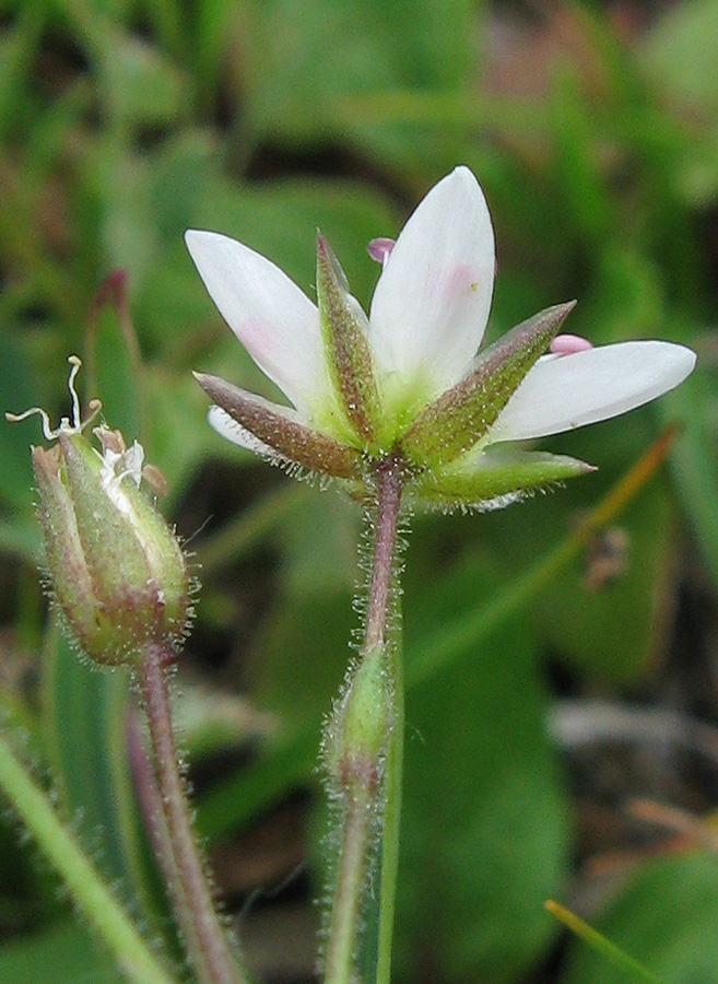 Image of Minuartia hirsuta specimen.