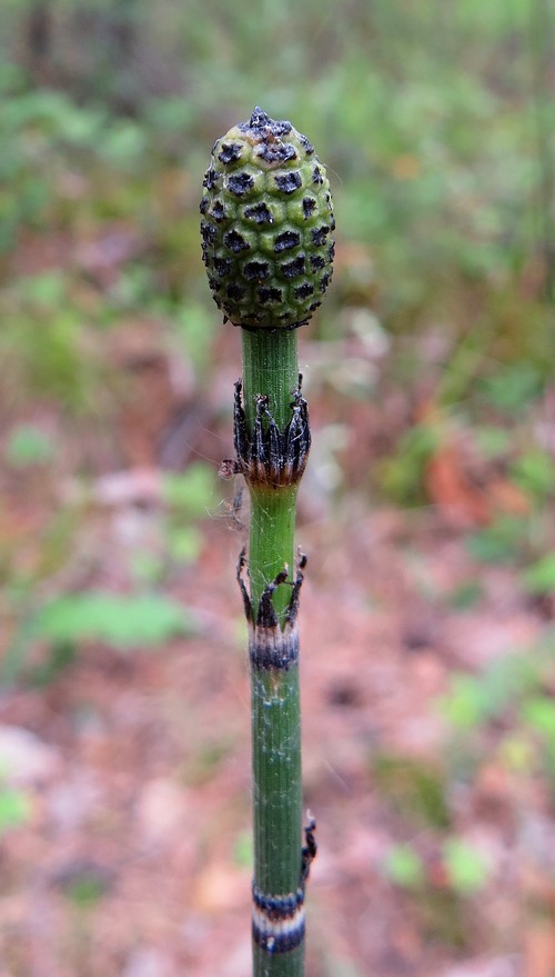 Изображение особи Equisetum hyemale.