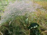 Limonium coriarium