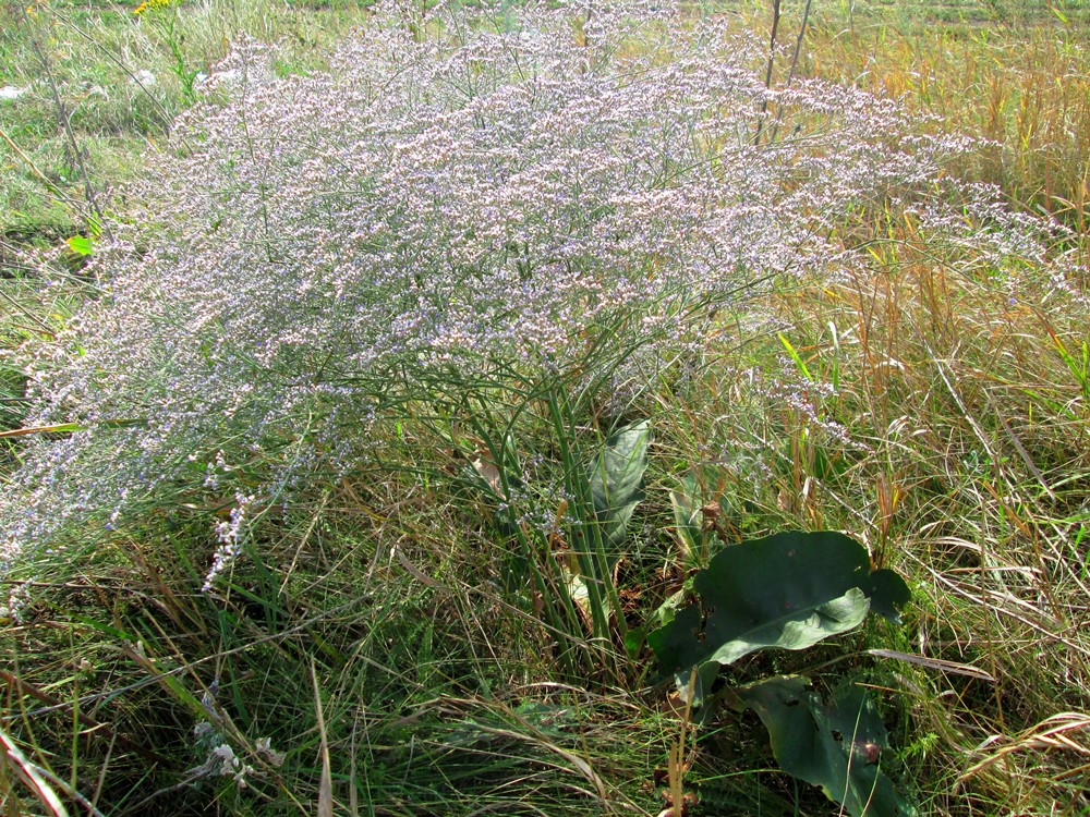 Изображение особи Limonium coriarium.