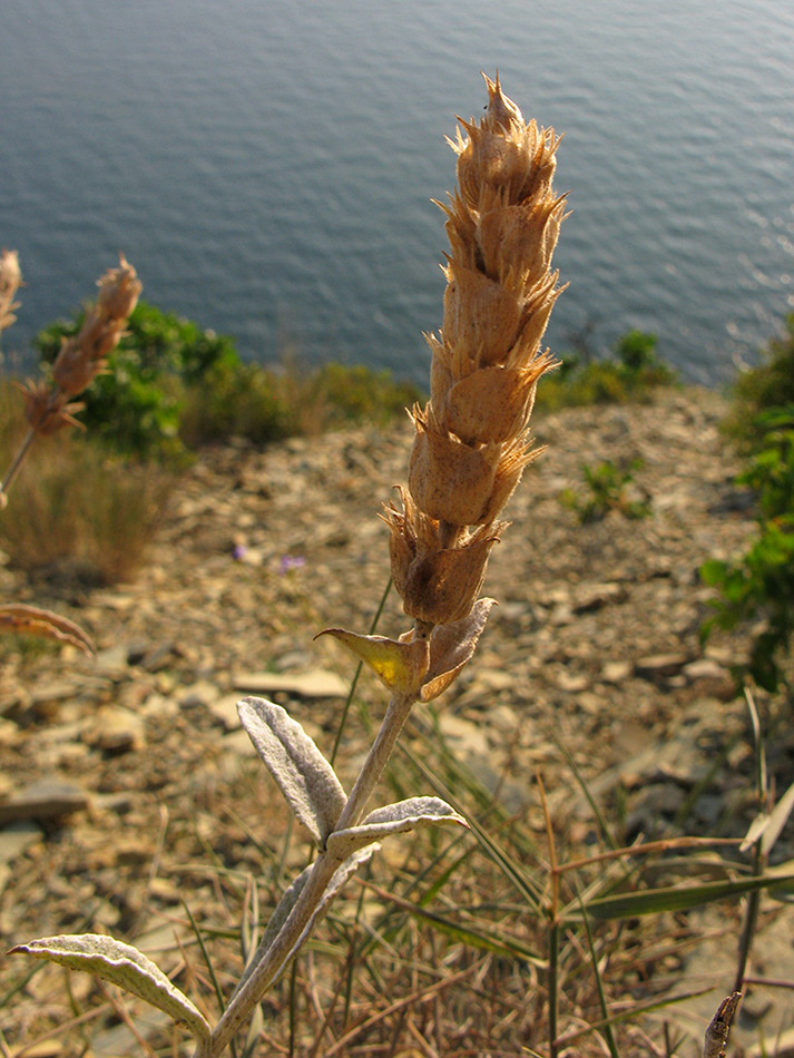 Image of Sideritis euxina specimen.