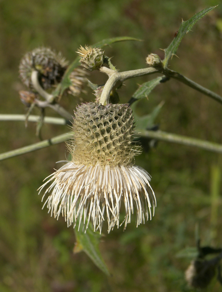 Изображение особи Cirsium chlorocomos.