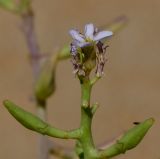 Image of taxon representative. Author is Татьяна Мальчинская