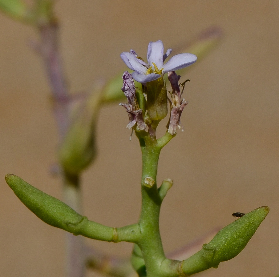 Image of Cakile maritima specimen.