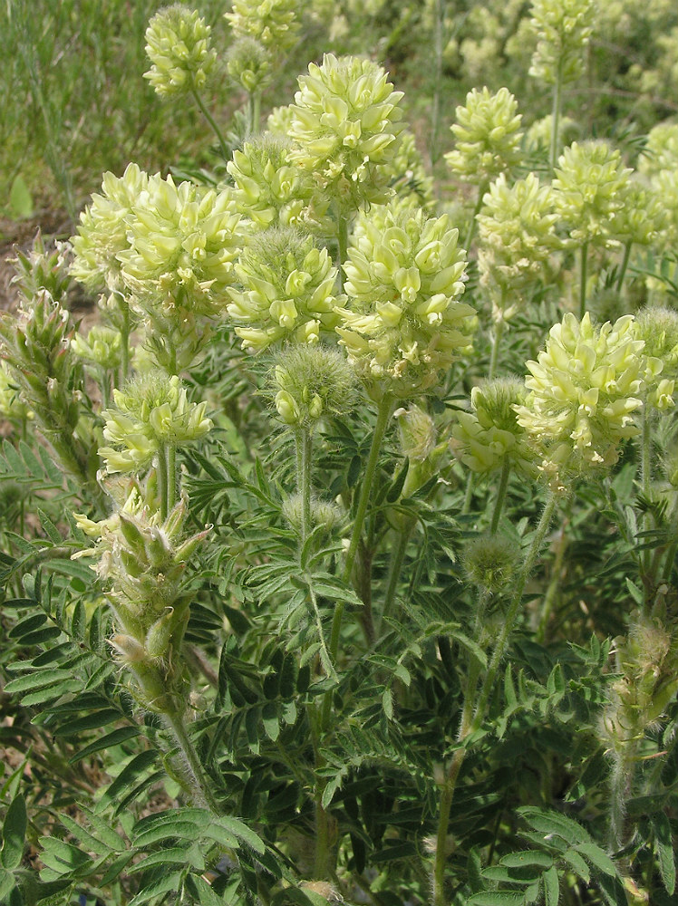 Изображение особи Oxytropis pilosa.