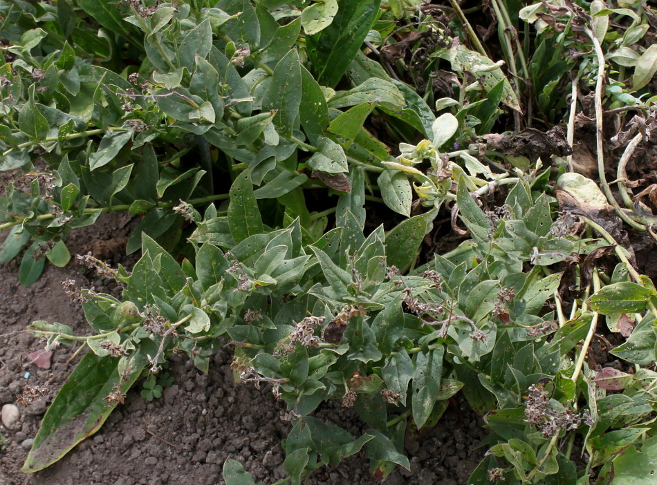 Image of Pseudomertensia echioides specimen.