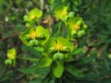 Euphorbia dendroides. Общее соцветие с формирующимися плодами. Испания, Канарские острова, Тенерифе, ботанический сад в Пуэрто-де-ла-Крус. 6 марта 2008 г.