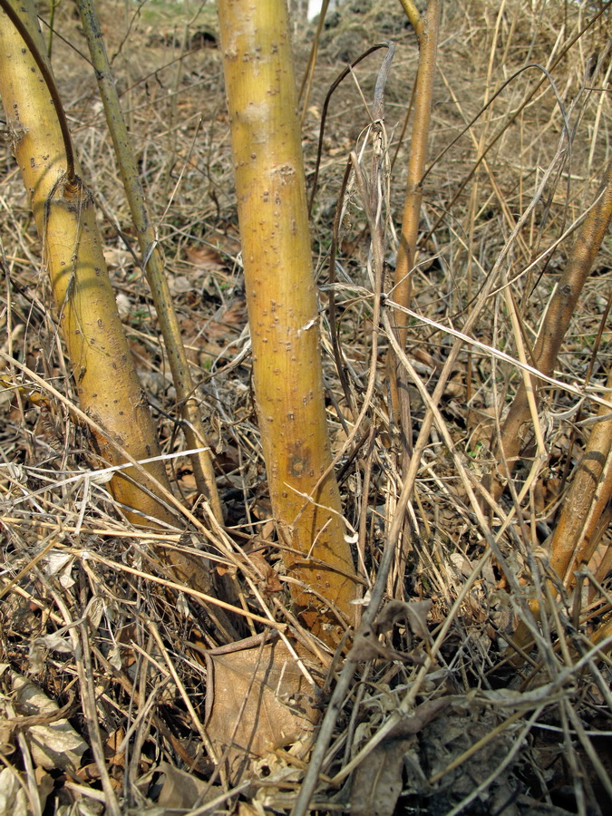 Image of Salix nipponica specimen.