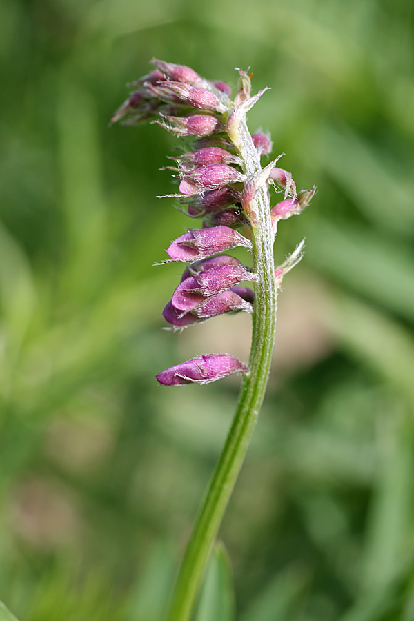 Image of Vicia tenuifolia specimen.