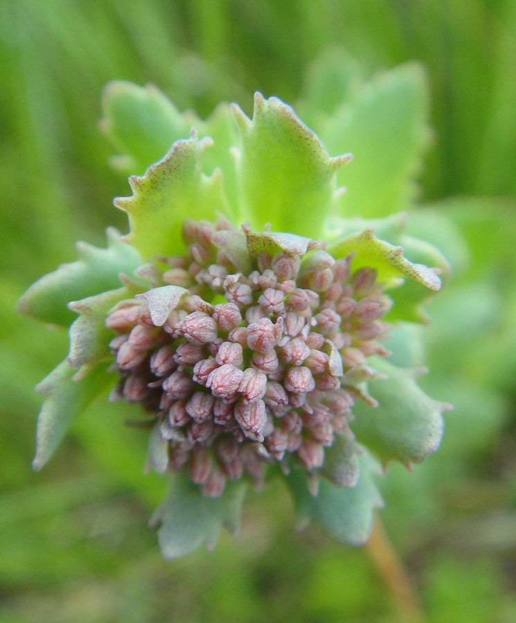 Изображение особи Hylotelephium triphyllum.