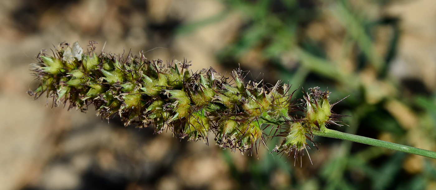 Изображение особи Cenchrus echinatus.