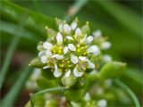Cochlearia arctica. Соцветие. Карелия, Лоухский р-н, окр. пос. Чкаловский, Белое море, о. Чернышёв. 15.06.2013.