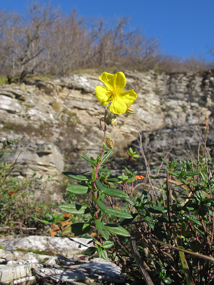 Image of Helianthemum ovatum specimen.