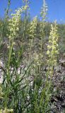 Reseda lutea