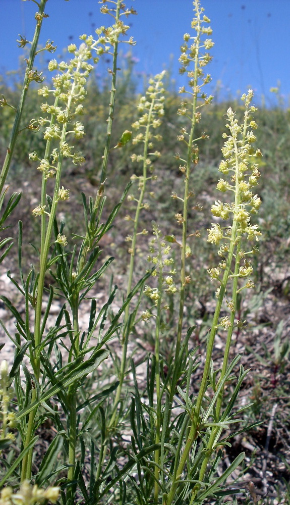 Image of Reseda lutea specimen.